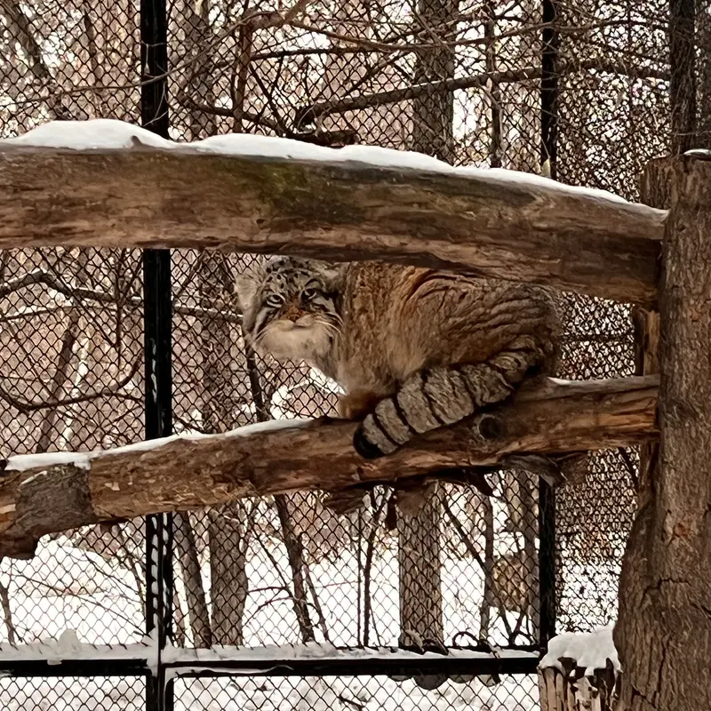 A photograph of George in Novosibirsk Zoo