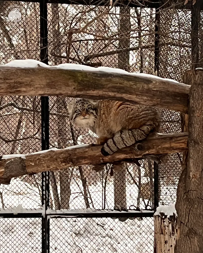 A photograph of George in Novosibirsk Zoo