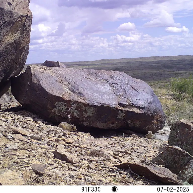 A photograph of a Pallas's cat from Koshkar [new] camera trap