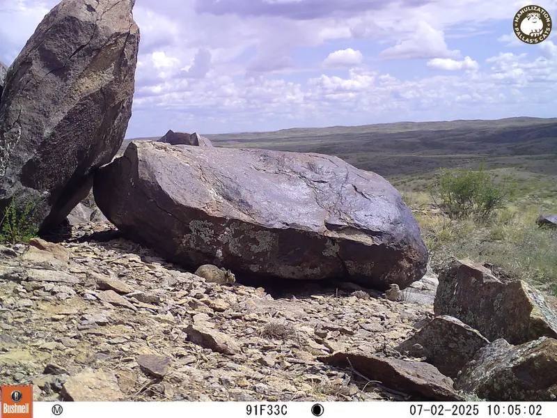 A photograph of a Pallas's cat from Koshkar [new] camera trap