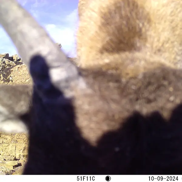 A photograph of Argali from Karashoky camera trap