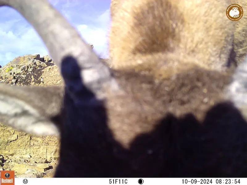 A photograph of Argali from Karashoky camera trap