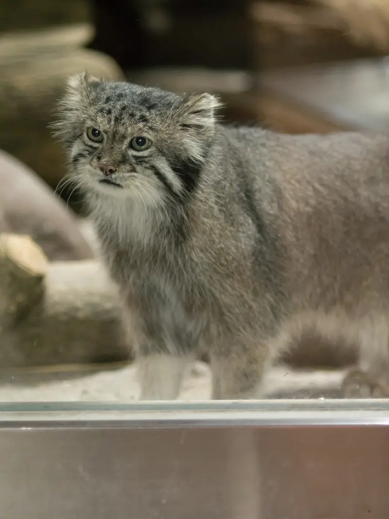 A photograph of Klyon in Ueno Zoological Gardens