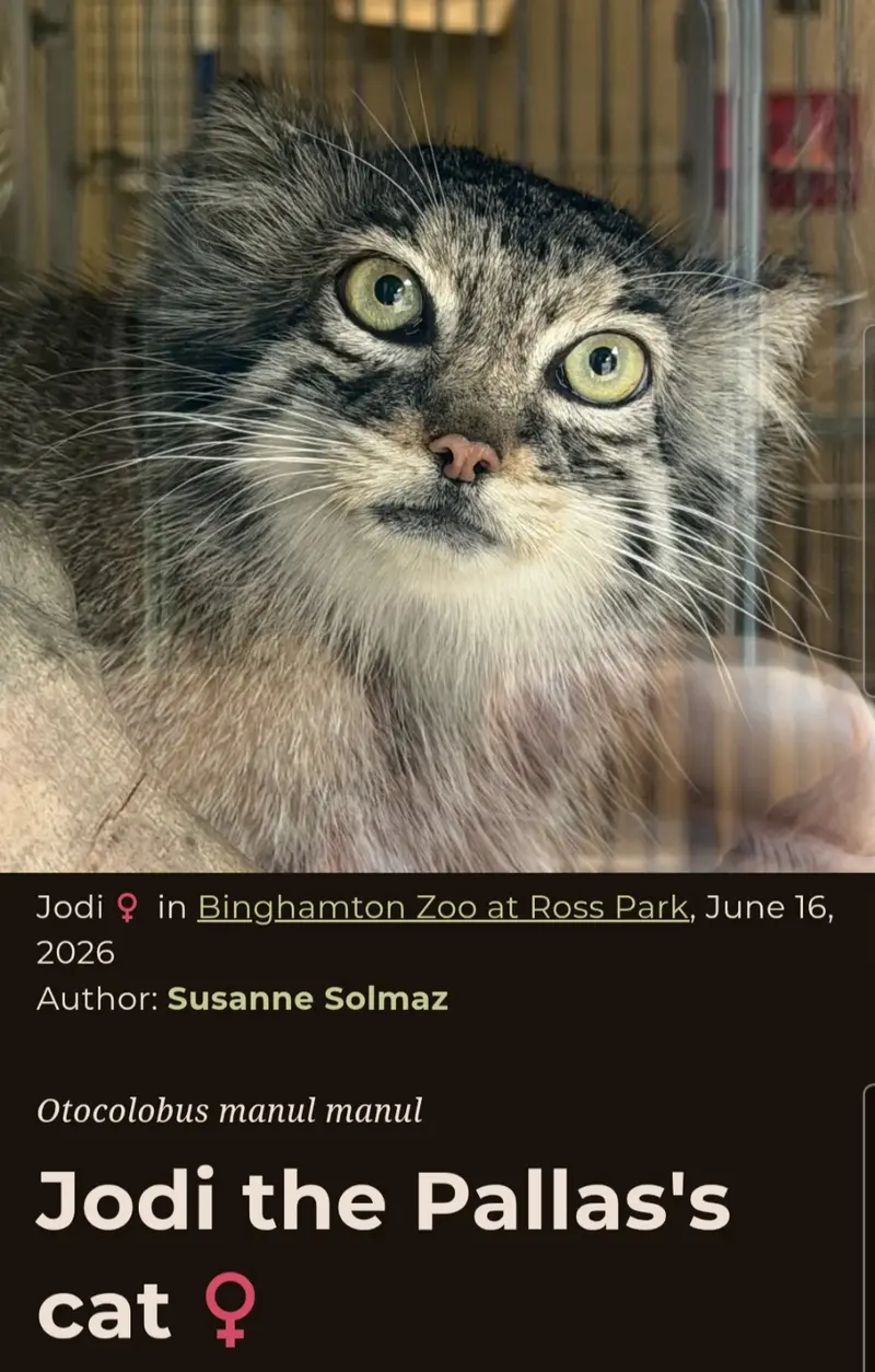 A photograph of a Pallas's cat