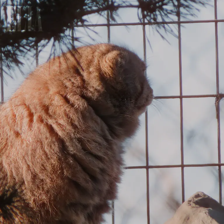 A photograph of Olaf in Calgary Zoo / Wilder Institute