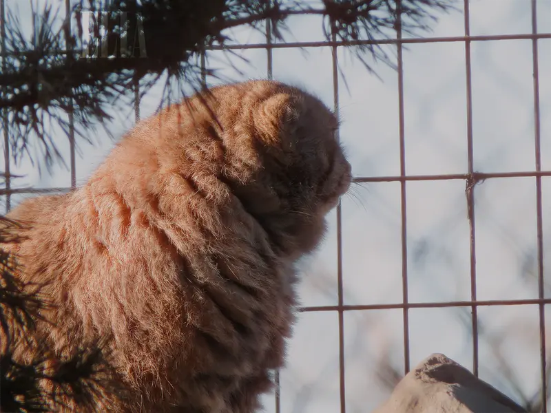 A photograph of Olaf in Calgary Zoo / Wilder Institute