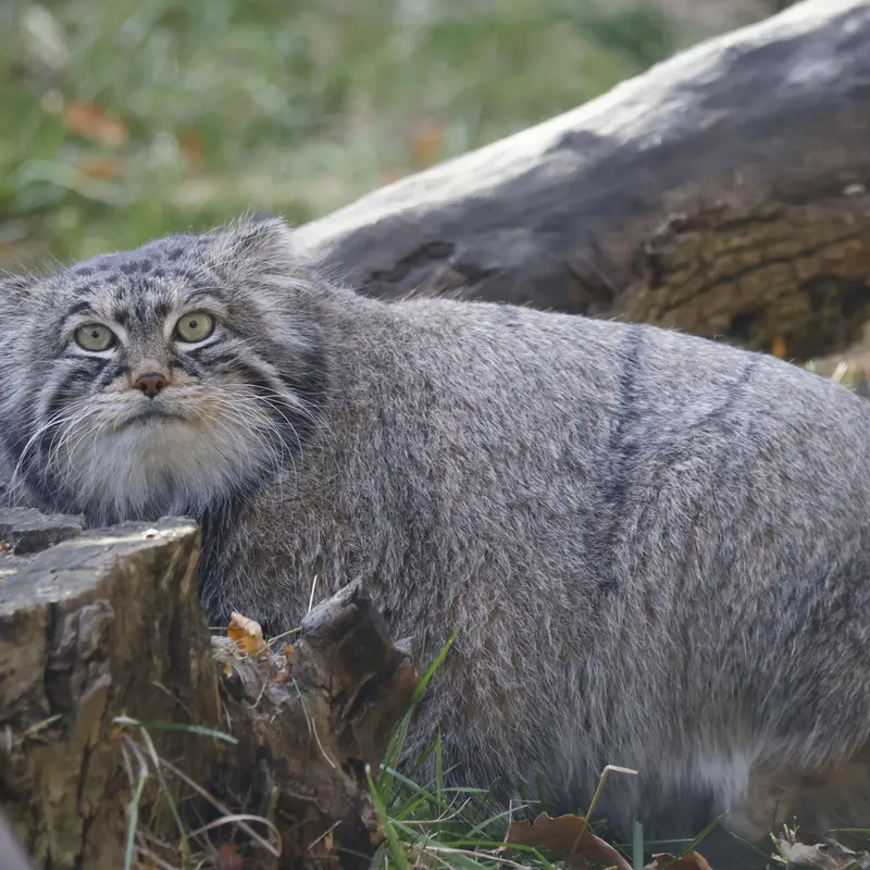 A photograph of Timofey in Moscow zoo