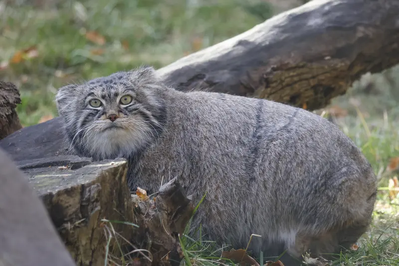 A photograph of Timofey in Moscow zoo