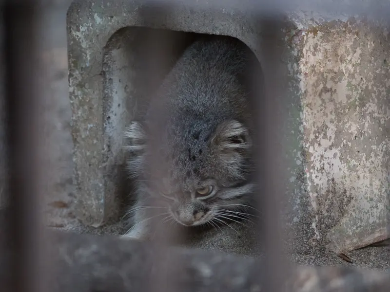 A photograph of Figa in Nogeyama Zoo