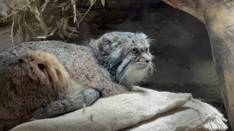 A photograph of a Pallas's cat