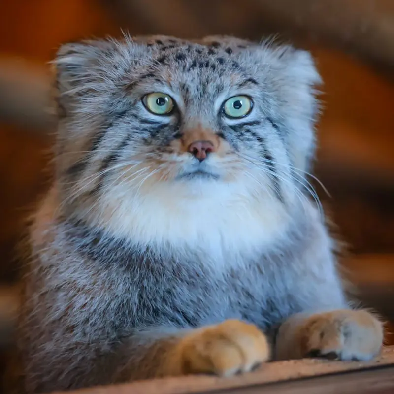 A photograph of a Pallas's cat