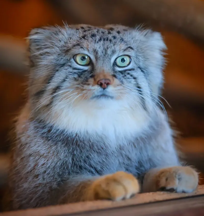 A photograph of a Pallas's cat