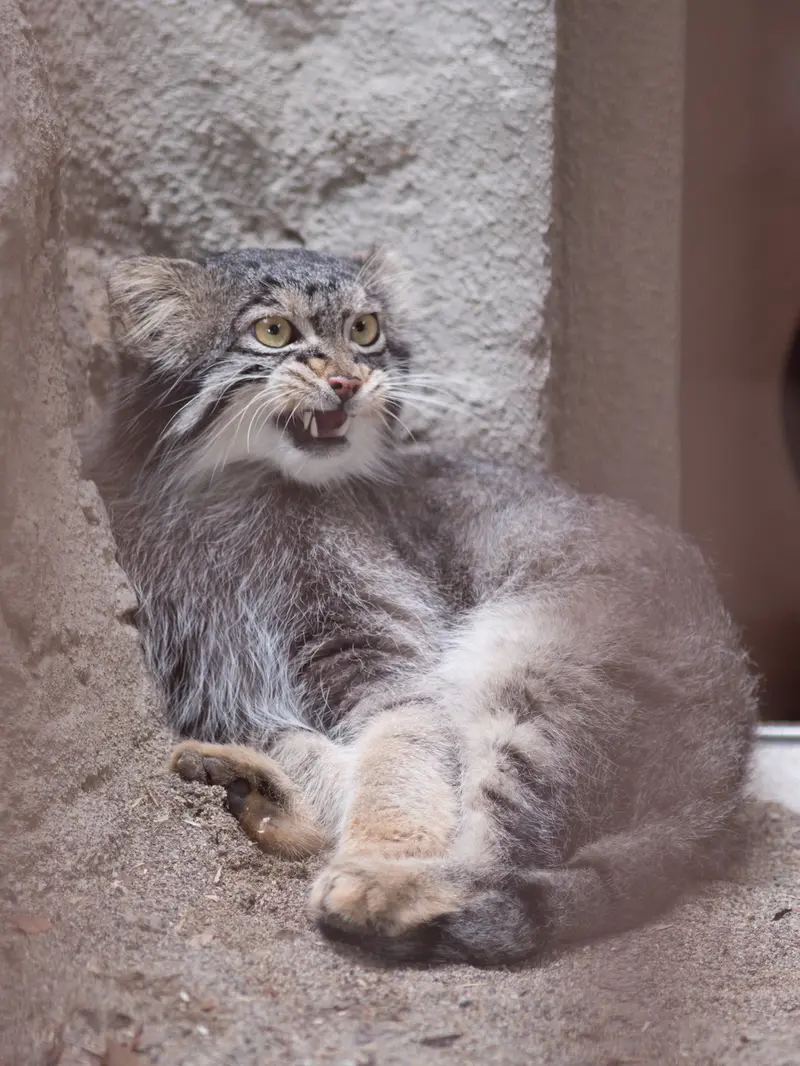 A photograph of Figa in Nogeyama Zoo