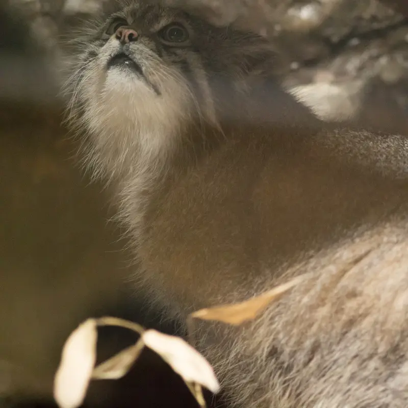 A photograph of Klyon in Ueno Zoological Gardens