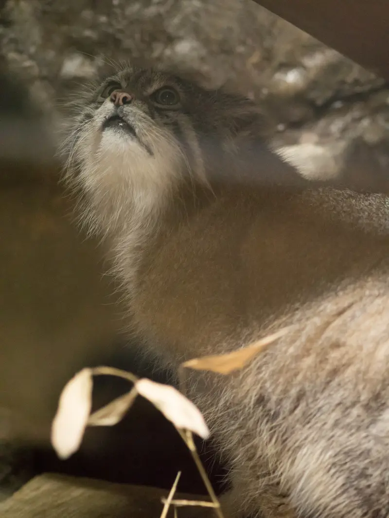 A photograph of Klyon in Ueno Zoological Gardens