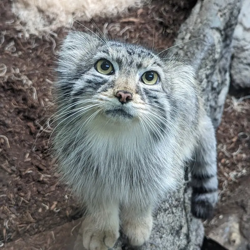 A photograph of Perseus in Birmingham Zoo