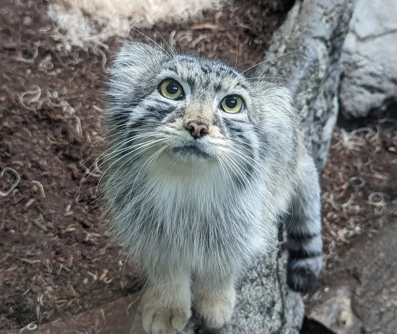 A photograph of Perseus in Birmingham Zoo