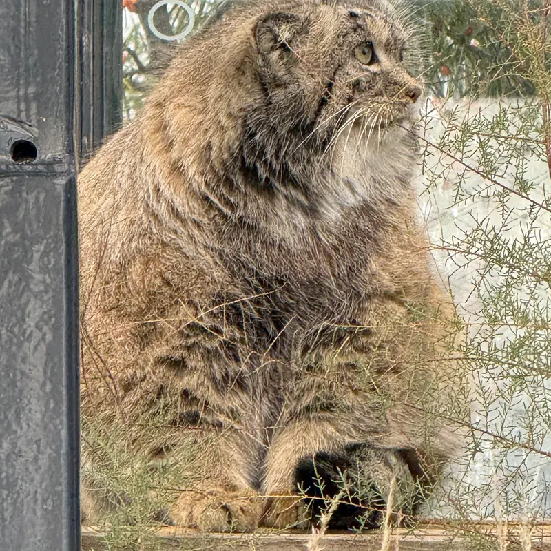 A photograph of Spay in Prague Zoo