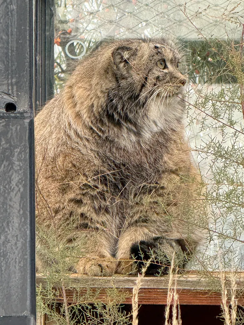 A photograph of Spay in Prague Zoo