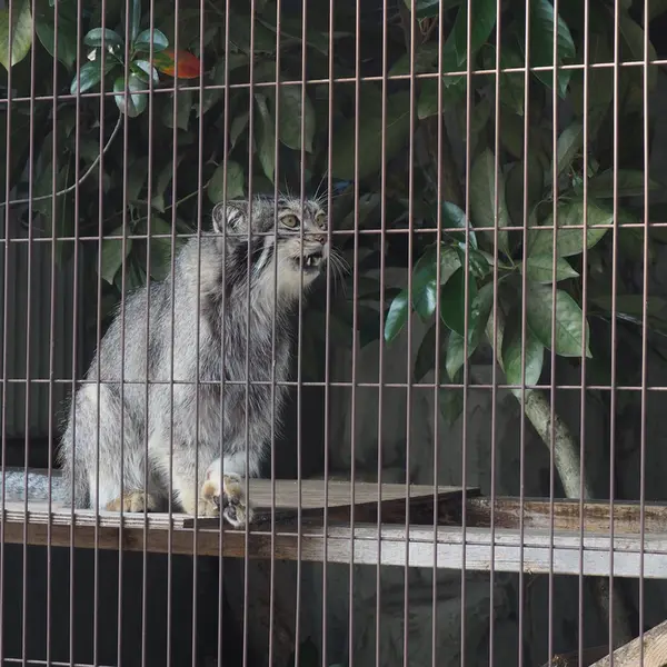 A photograph of Lev in Higashiyama Zoo and Botanical Gardens