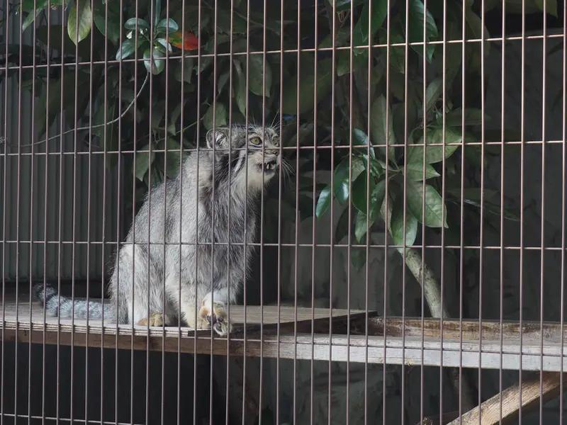 A photograph of Lev in Higashiyama Zoo and Botanical Gardens