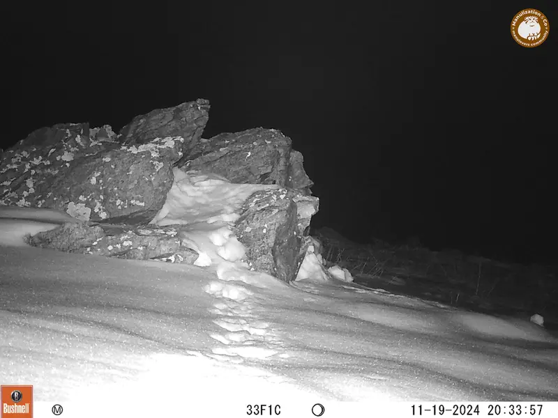 A photograph of a Pallas&#039;s cat from Karashoky camera trap