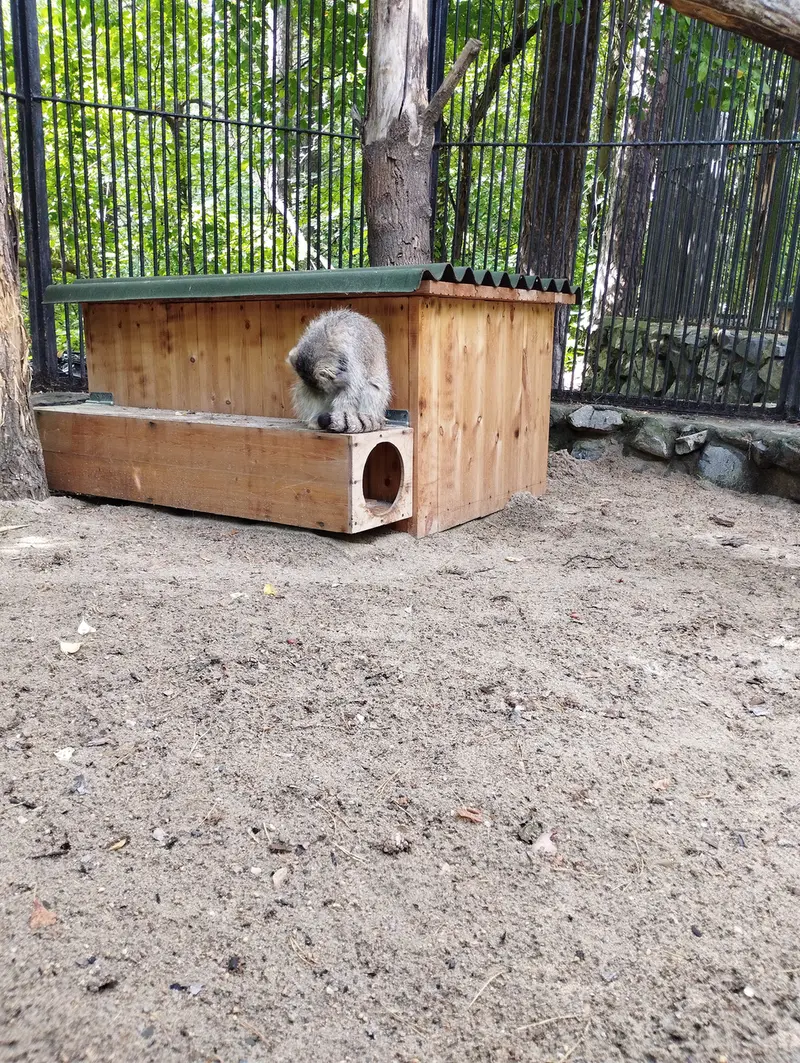 A photograph of a Pallas's cat in Novosibirsk Zoo