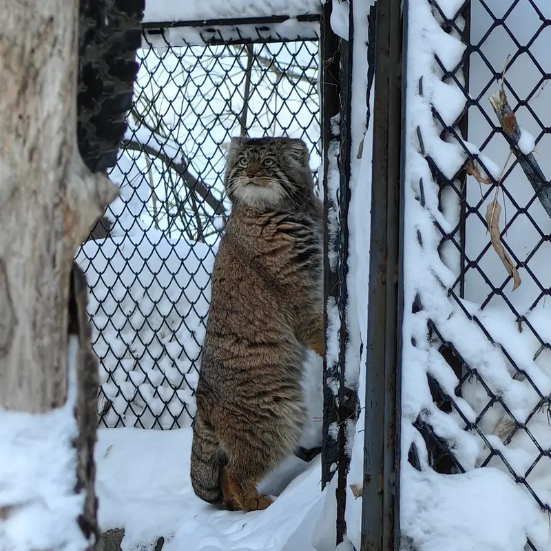 A photograph of Achi in Novosibirsk Zoo