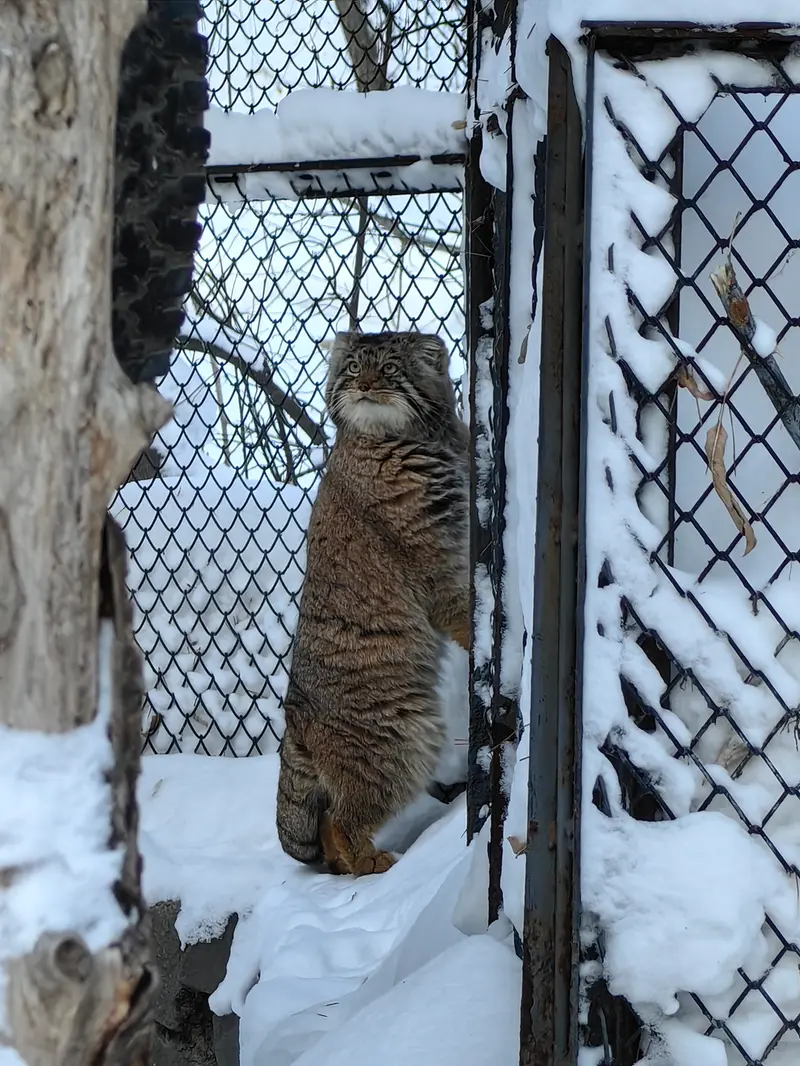 A photograph of Achi in Novosibirsk Zoo