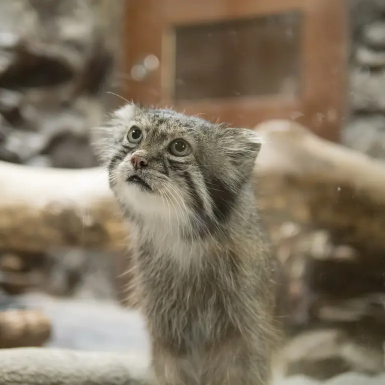 A photograph of Klyon in Ueno Zoological Gardens