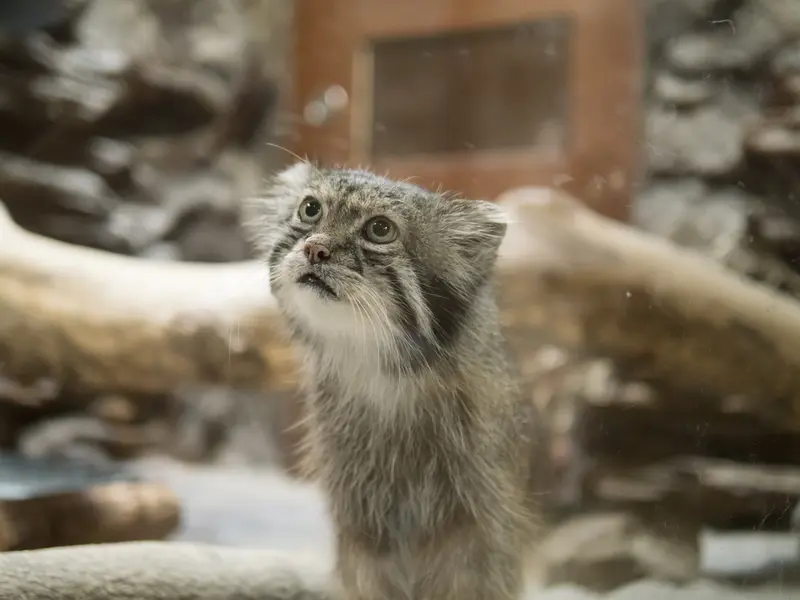 A photograph of Klyon in Ueno Zoological Gardens