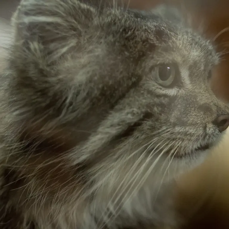 A photograph of Klyon in Ueno Zoological Gardens
