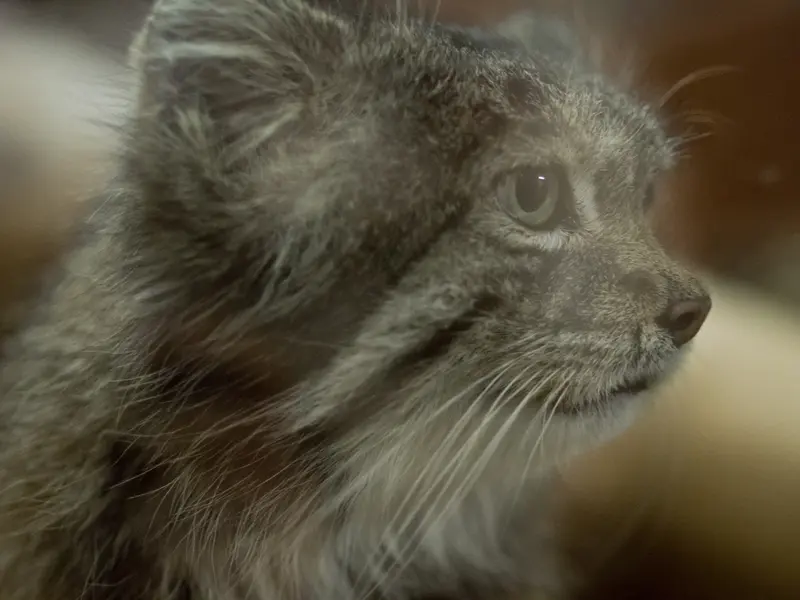 A photograph of Klyon in Ueno Zoological Gardens