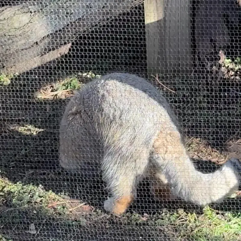 A photograph of a Pallas's cat in Potter Park Zoo