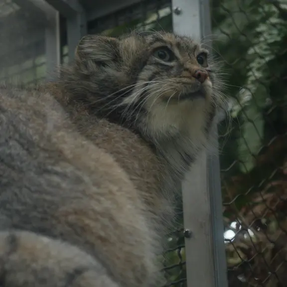 A photograph of a Pallas's cat in Kobe Animal Kingdom
