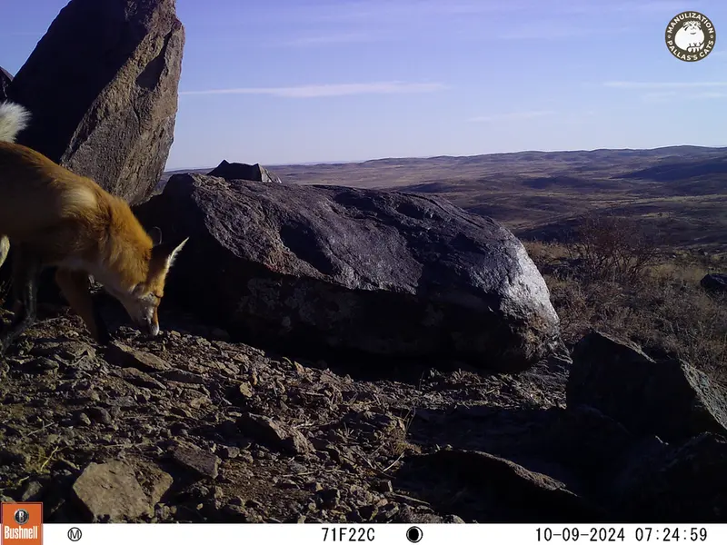 A photograph of Red fox from Koshkar camera trap