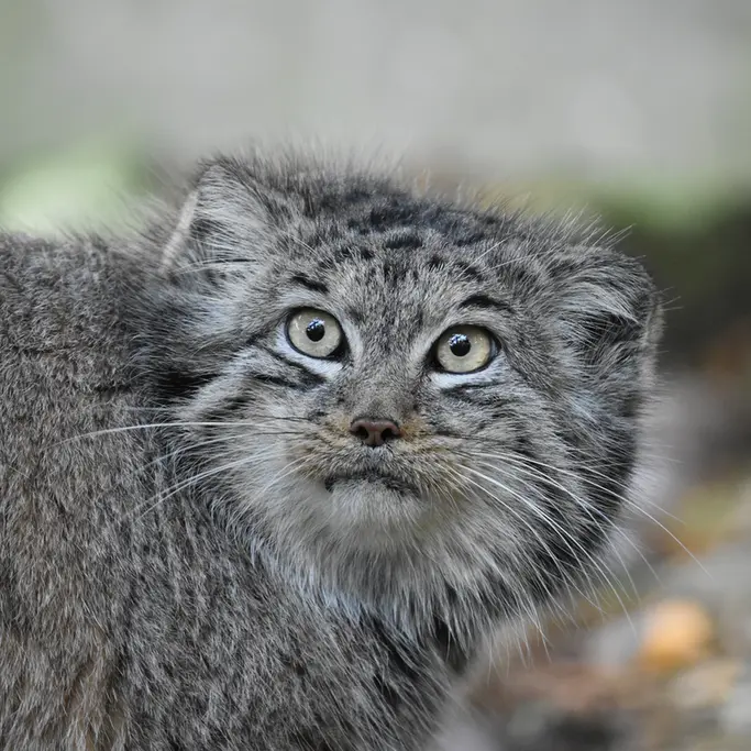 A photograph of Bella in Banham Zoo