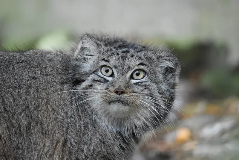 A photograph of Bella in Banham Zoo