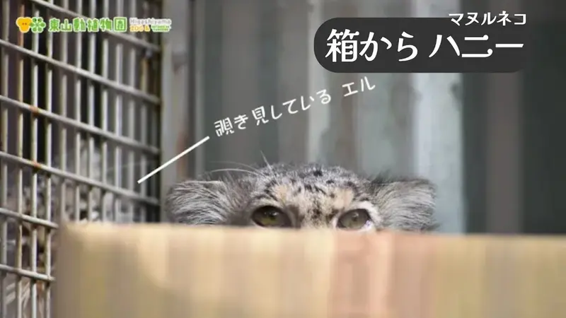 A video of Honey in Higashiyama Zoo and Botanical Gardens