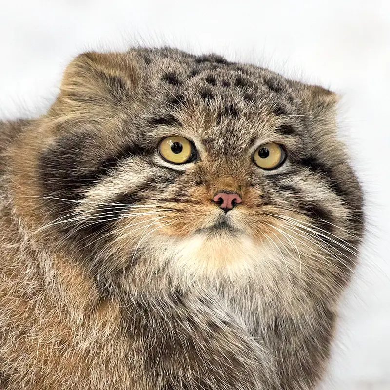 Mensu the Pallas's cat from Novosibirsk Zoo
