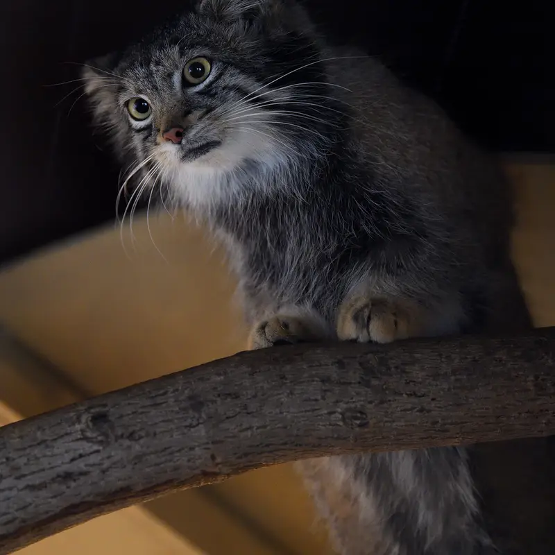 A photograph of Oto in Saitama Children's Zoo