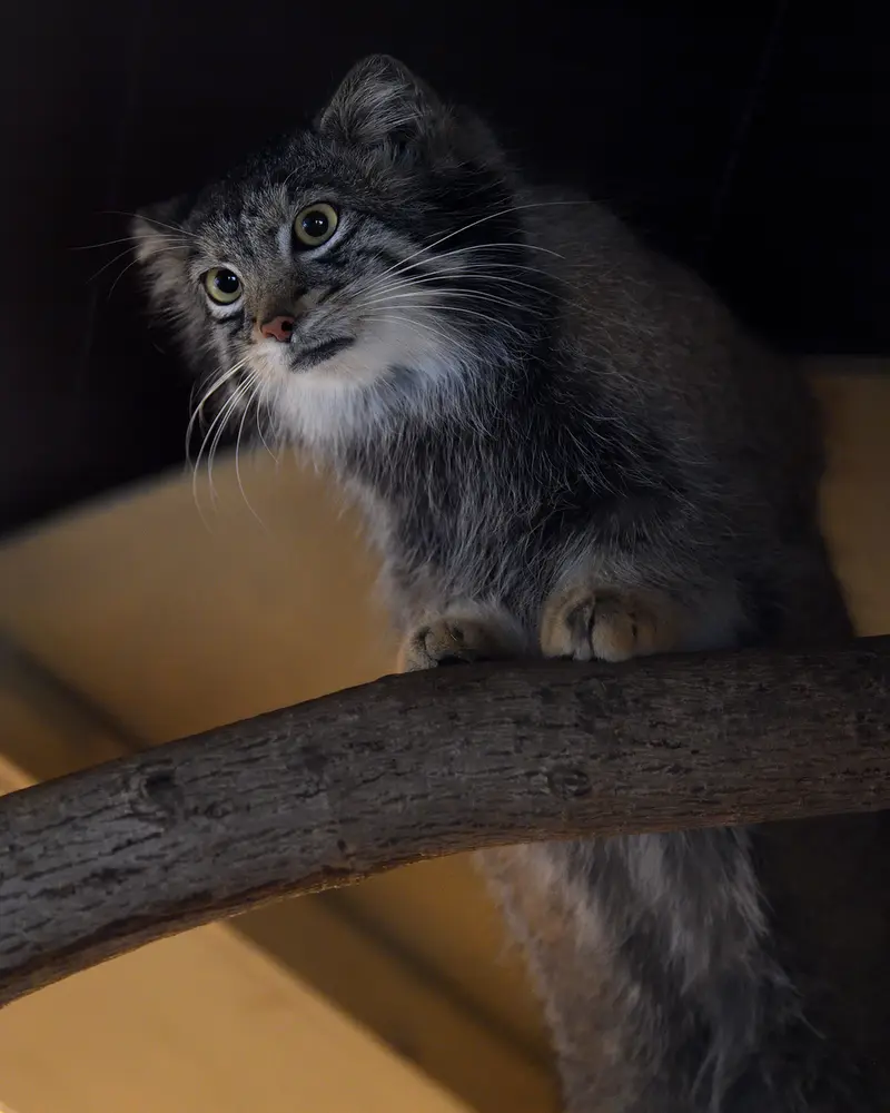 A photograph of Oto in Saitama Children's Zoo