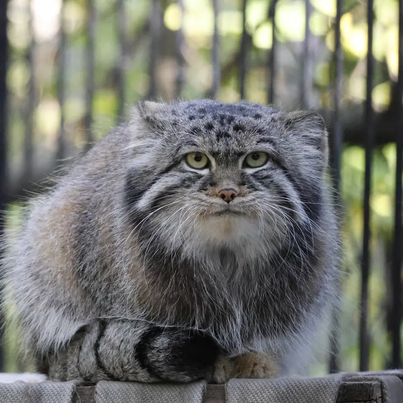 A photograph of Sylvester in Novosibirsk Zoo