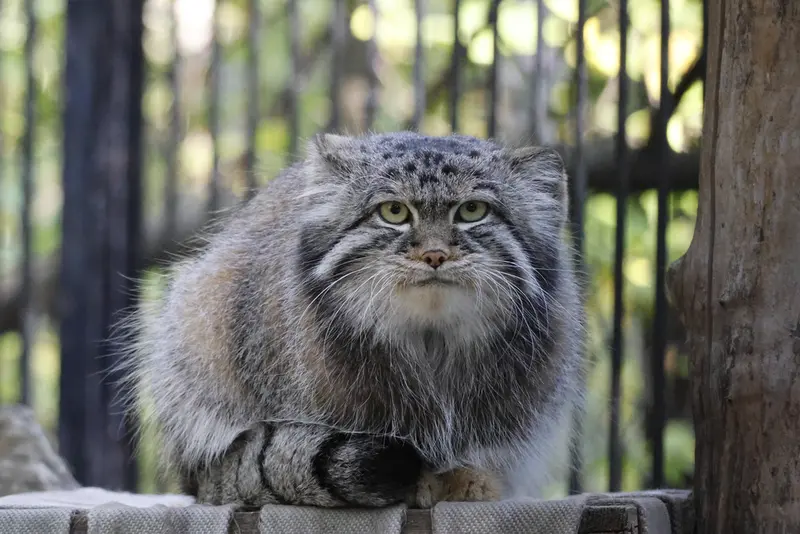 A photograph of Sylvester in Novosibirsk Zoo