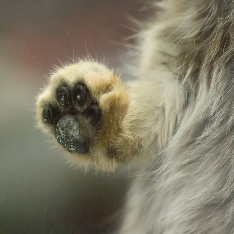 A photograph of Primula in Ueno Zoological Gardens