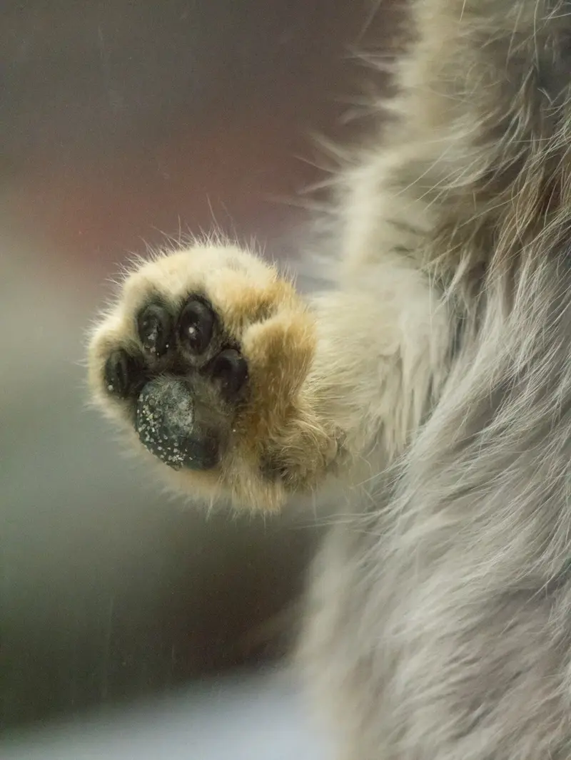A photograph of Primula in Ueno Zoological Gardens