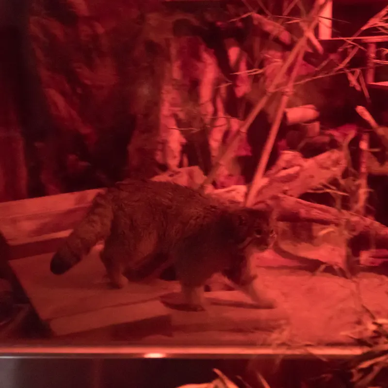 A photograph of Naim in Ueno Zoological Gardens