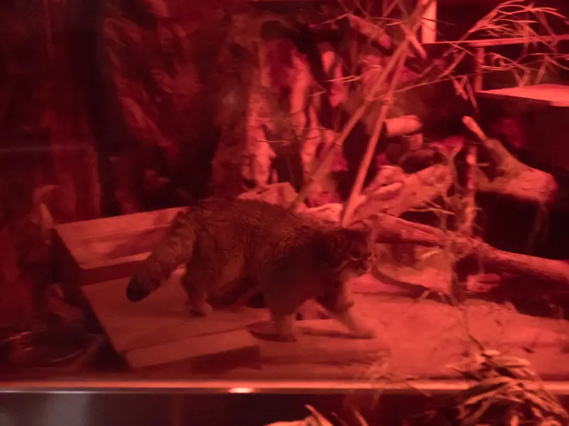 A photograph of Naim in Ueno Zoological Gardens