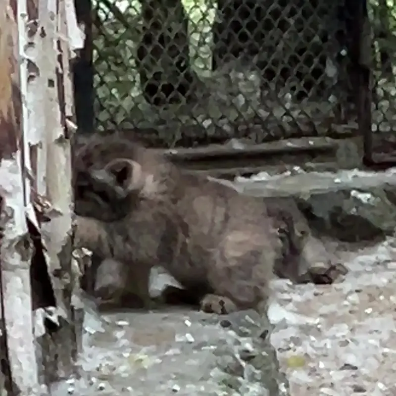 A photograph of a Pallas's cat in Novosibirsk Zoo
