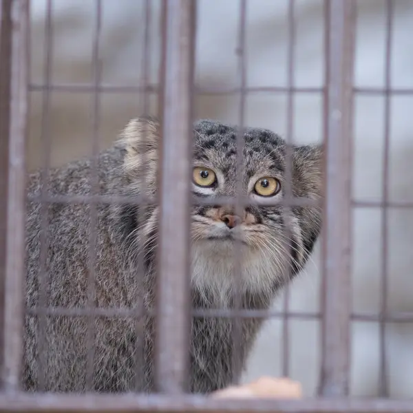 A photograph of Figa in Nogeyama Zoo